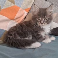 Chaton mâle maine coon loof #3