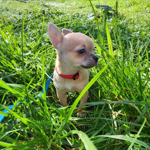 Chiot sevré femelle couleur rare urgent ! #0