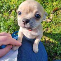 Chiot sevré femelle couleur rare urgent ! #1