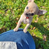 Chiot sevré femelle couleur rare urgent ! #2