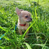 Chiot sevré femelle couleur rare urgent !