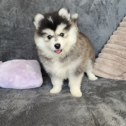 Magnifiques chiots type pomsky mini
