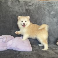 Magnifiques chiots type pomsky mini #4