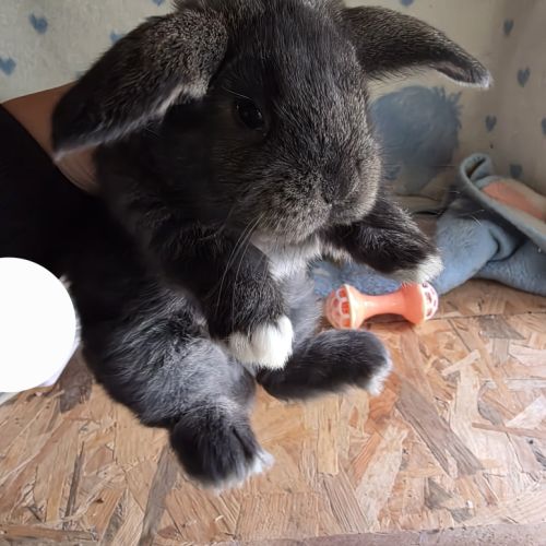 Lapin bélier géant français