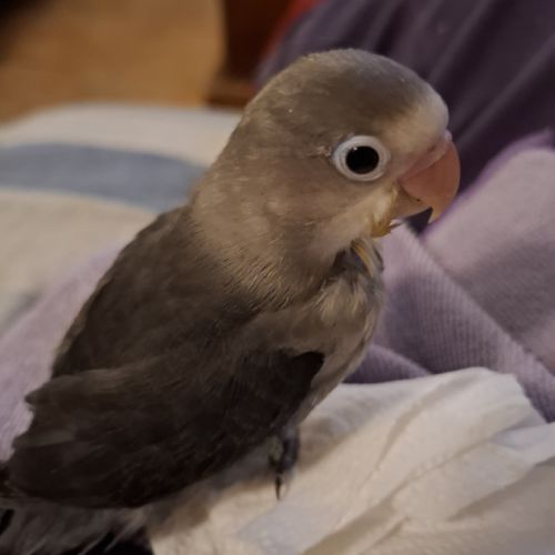 Inséparable agapornis #0