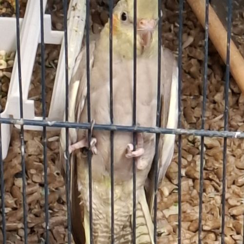 Inséparable agapornis #2