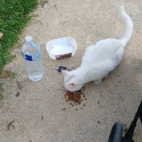 Chat blanc kiki #2