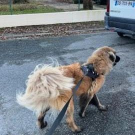 Lyra magnifique berger du portugal #1