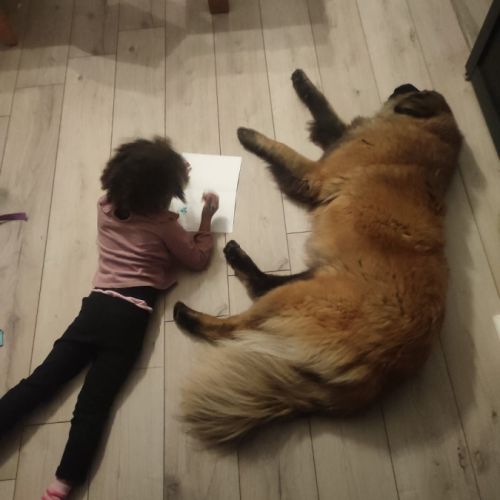 Lyra magnifique berger du portugal #3