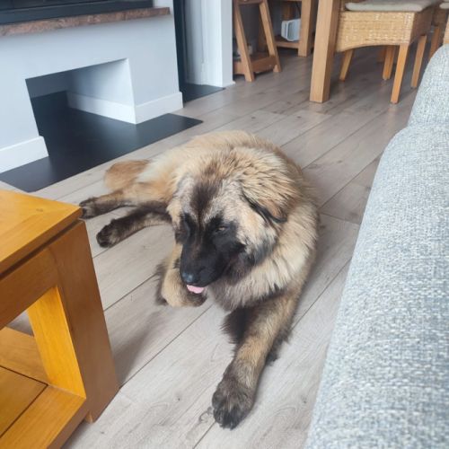 Lyra magnifique berger du portugal #4