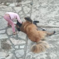 Lyra magnifique berger du portugal #2