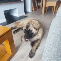 Lyra magnifique berger du portugal #4