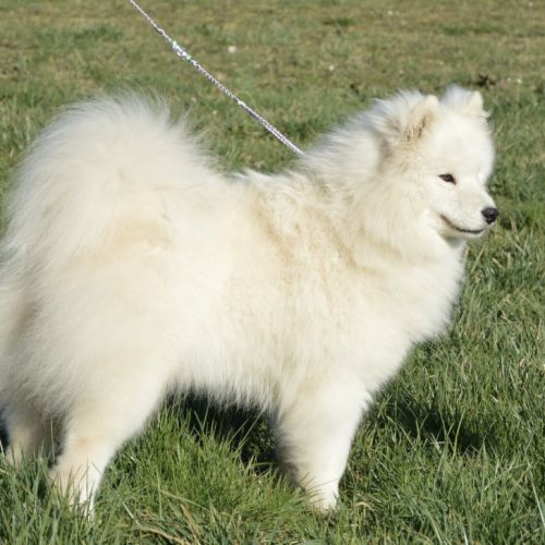 Chiots samoyedes lof à réserver #4