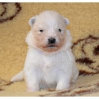 Chiots samoyedes lof à réserver