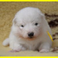 Chiots samoyedes lof à réserver #2