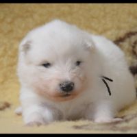 Chiots samoyedes lof à réserver #3