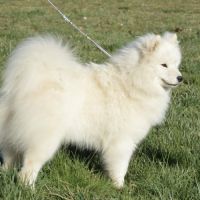 Chiots samoyedes lof à réserver #4