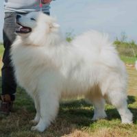 Chiots samoyedes lof à réserver #5
