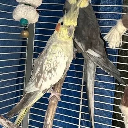 Couple de callopsite reproducteur