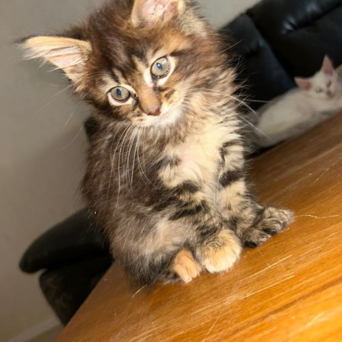 Femelle maine coon  polydactile #0