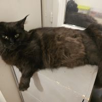 Femelle maine coon  polydactile #1