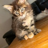 Femelle maine coon  polydactile