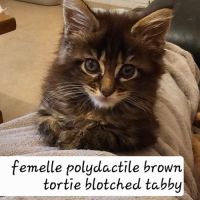 Femelle maine coon  polydactile #3
