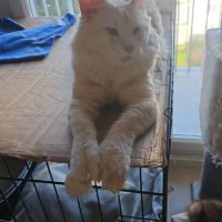 Femelle maine coon  polydactile #4