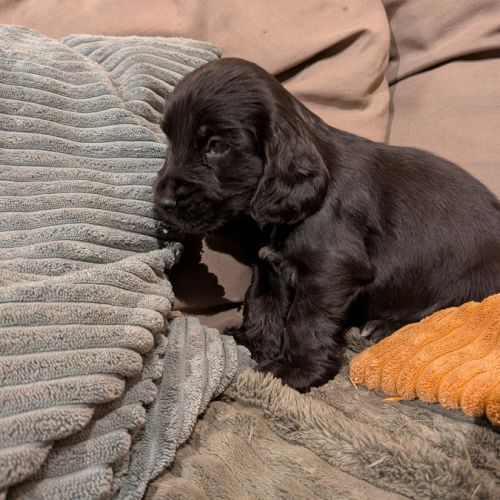 Chiots cocker spaniel anglais lof #0