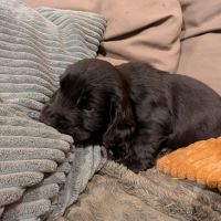 Chiots cocker spaniel anglais lof #2