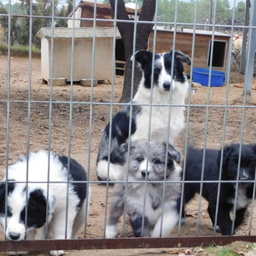 Carlota 2 ans, border collie douce et timide #1