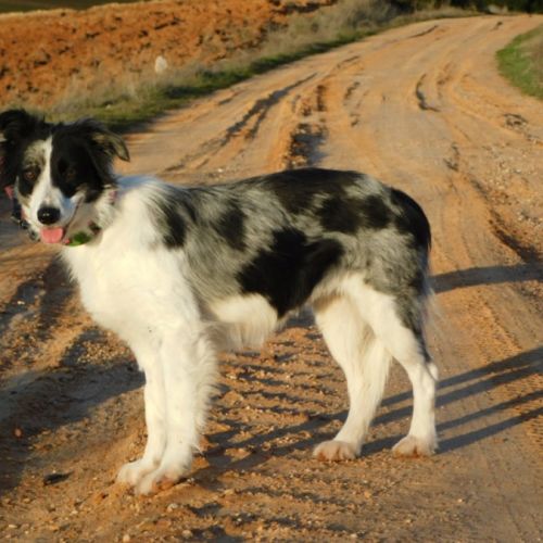 Carlota 2 ans, border collie douce et timide #4