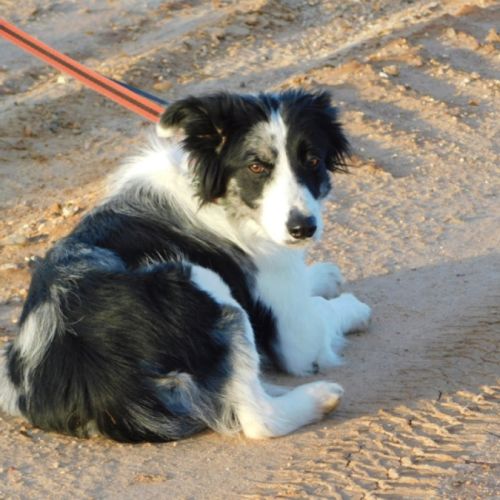 Carlota 2 ans, border collie douce et timide #6