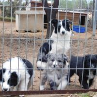 Carlota 2 ans, border collie douce et timide #1