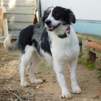 Carlota 2 ans, border collie douce et timide