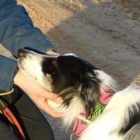 Carlota 2 ans, border collie douce et timide #3