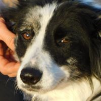 Carlota 2 ans, border collie douce et timide #5