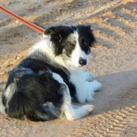 Carlota 2 ans, border collie douce et timide #6