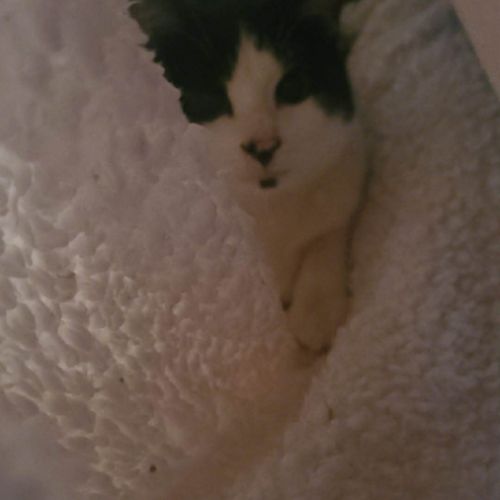 Kaki cherche sa famille pour la vie #1