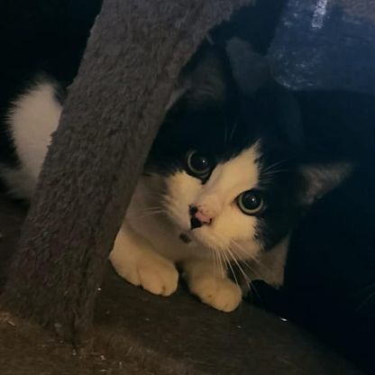 Kaki cherche sa famille pour la vie #3