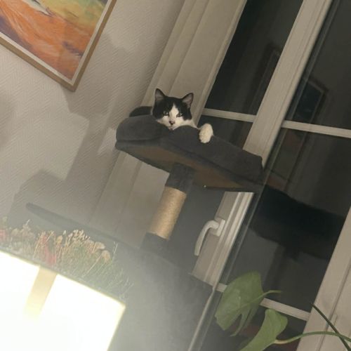 Kaki cherche sa famille pour la vie #0