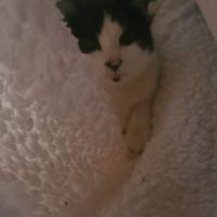 Kaki cherche sa famille pour la vie #1