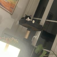 Kaki cherche sa famille pour la vie