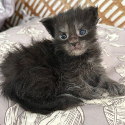 Chatons maine coon loof #3