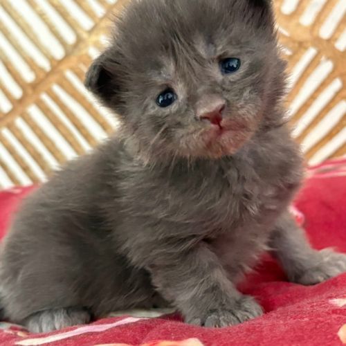 Chatons maine coon loof #4