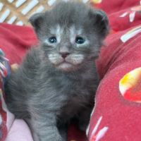 Chatons maine coon loof #2