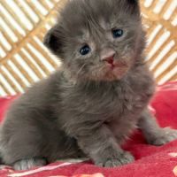 Chatons maine coon loof #4