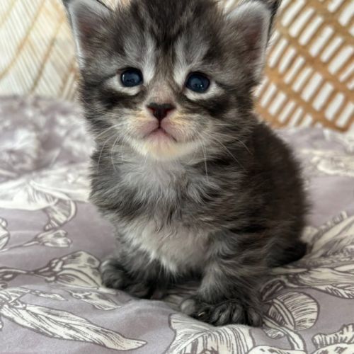 Chatons maine coon mâles et femelles loof #0