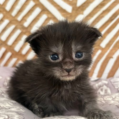 Chatons maine coon mâles et femelles loof #3