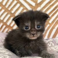 Chatons maine coon mâles et femelles loof #3